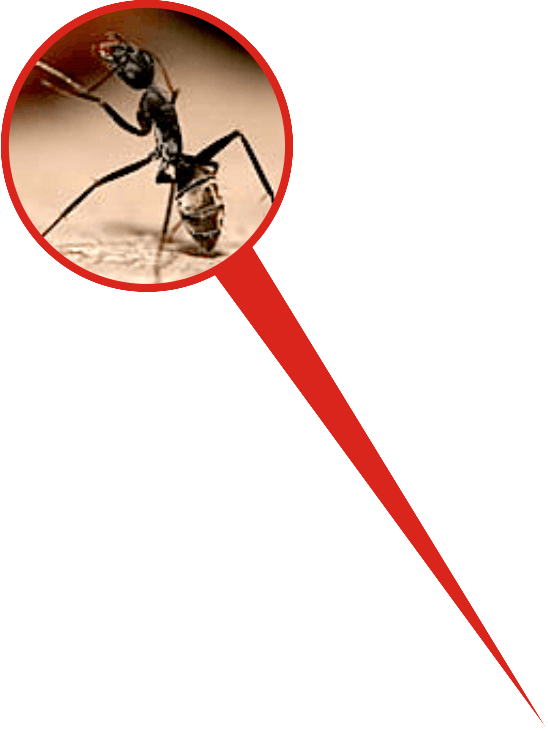 carpenter ant extermination