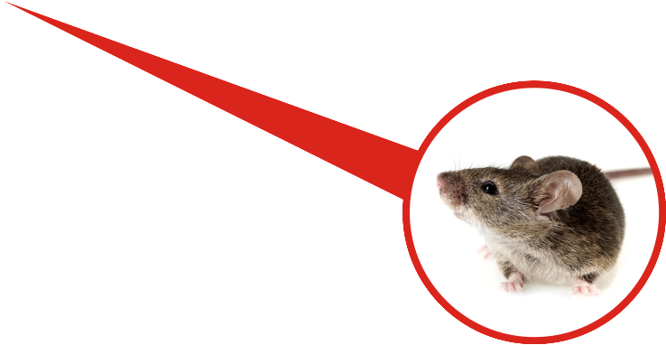 mice exterminating